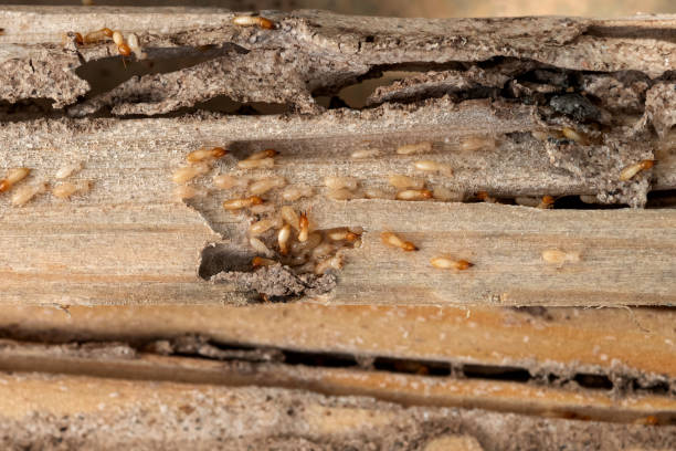 Best Affordable Pest Control Services  in Reliez Valley, CA